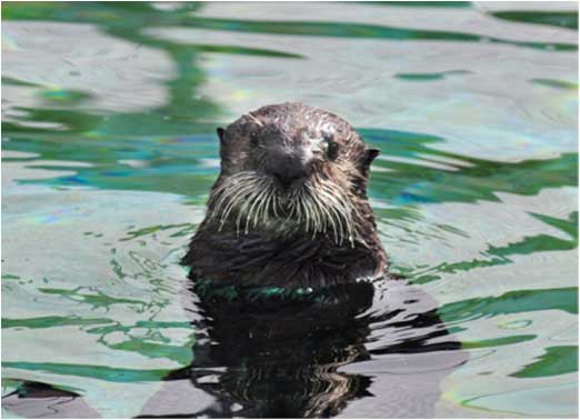 rescued oregon coast aquarium sea otter Schuster swimming - aquarium uses world magnetics designflex PSF103 pressure switch for critical ozone filtration system - system reliably supplies safe water for marine animal health and safety